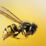 [6 ประโยชน์ของนมผึ้ง] แนะนำโดยชาว Pantip ดีต่อสุขภาพจริงหรือเปล่า!?