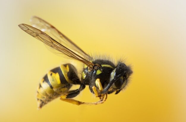 [6 ประโยชน์ของนมผึ้ง] แนะนำโดยชาว Pantip ดีต่อสุขภาพจริงหรือเปล่า!?