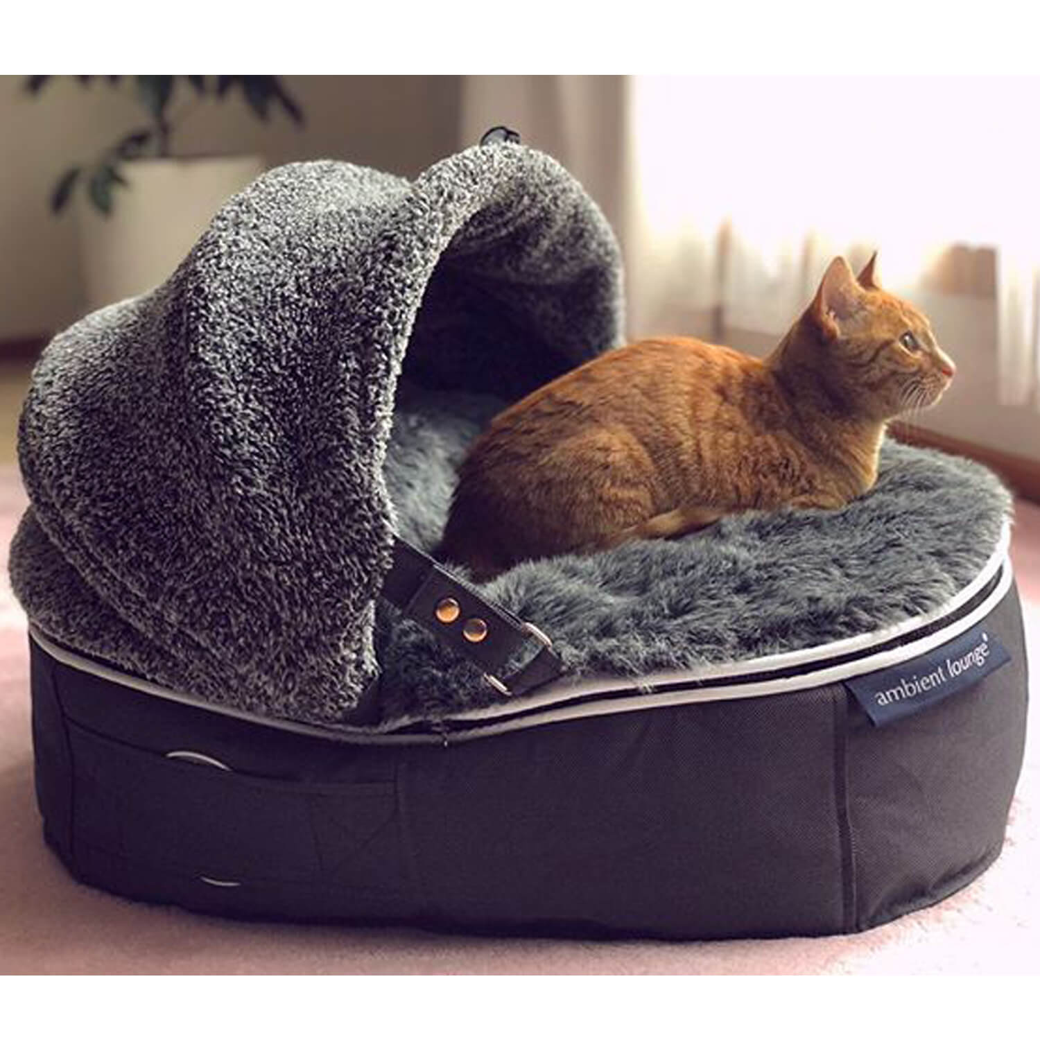ที่นอน แมว ทํา เอง pantip