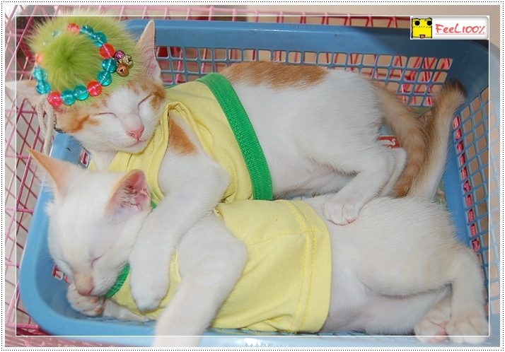 ที่นอน แมว ทํา เอง pantip