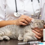 [ปี 2022]ชาว Pantip มาแชร์เชื้อราแมวใช้ยารักษาตัวไหนดีที่เห็นผลเร็ว!?