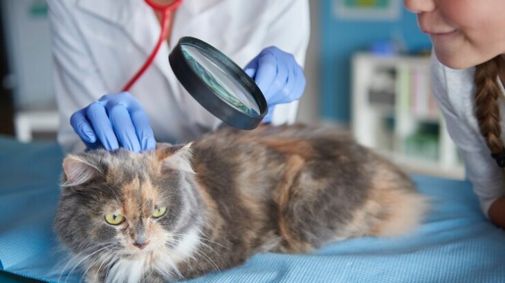 [เชื้อราแมว] โรคที่ทำให้คนรักแมวช้ำใจ มาดูวิธีรักษาและประสบการณ์จากชาว Pantip กัน!