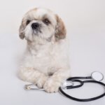 [8 วิธีรักษาโรคผิวหนังสุนัข] คนรักสุนัขชาว Pantip ต้องถูกใจสิ่งนี้!!
