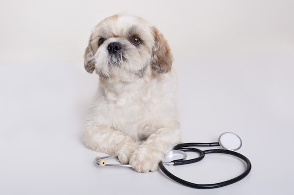 [8 วิธีรักษาโรคผิวหนังสุนัข] คนรักสุนัขชาว Pantip ต้องถูกใจสิ่งนี้!!