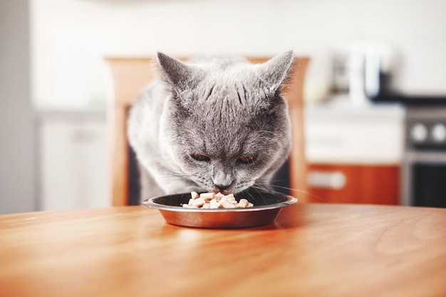 อาหารแมว Pantip