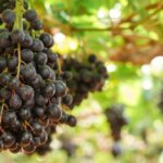 Grape Seed ควรทานปริมาณเท่าไหร่ต่อวัน? ไขปริศนาคาใจโดยชาว Pantip! [2023]