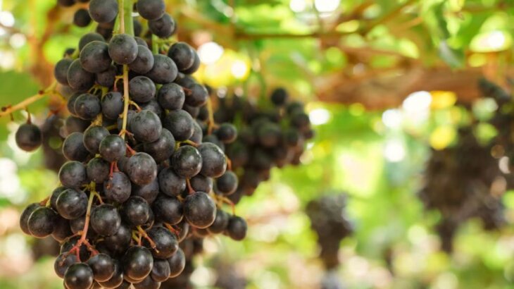 grape seed ควร กิน เท่า ไหร่ ต่อ วัน pantip